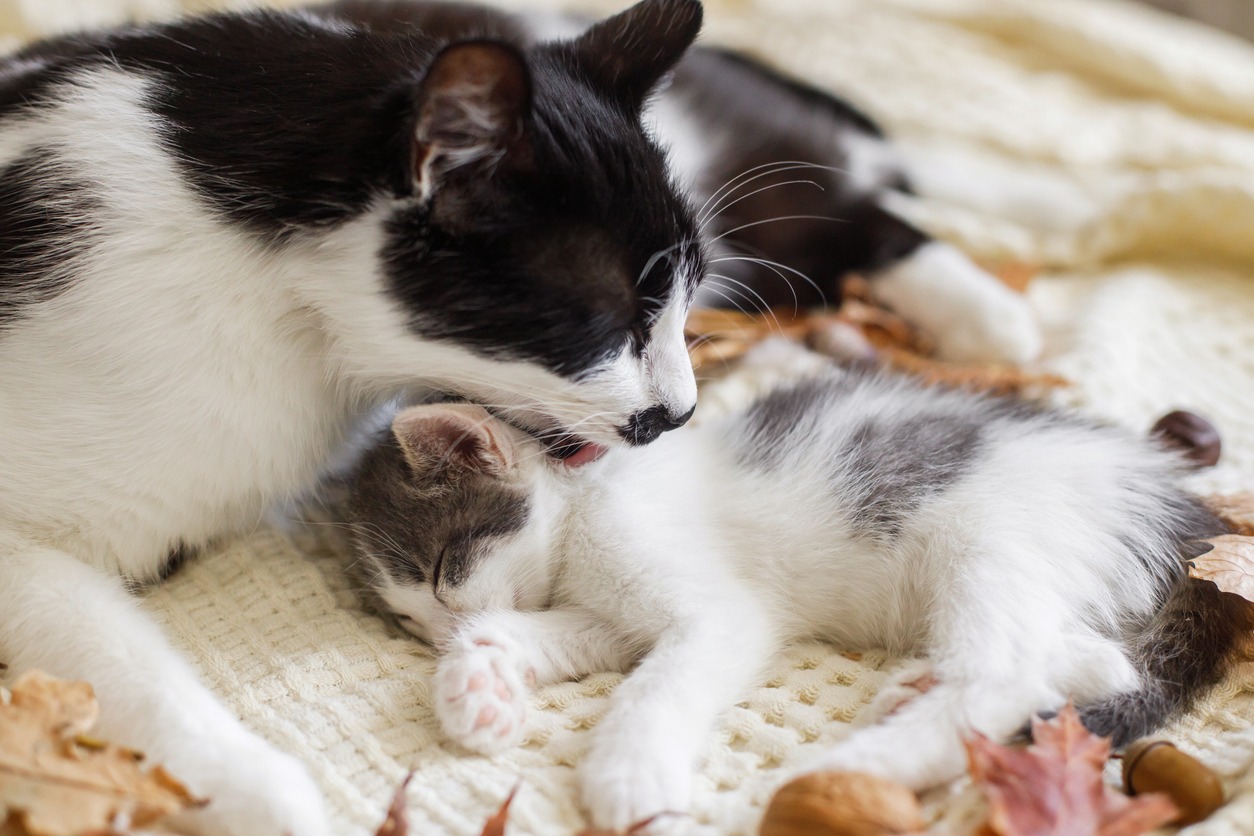 cat and kitten grooming