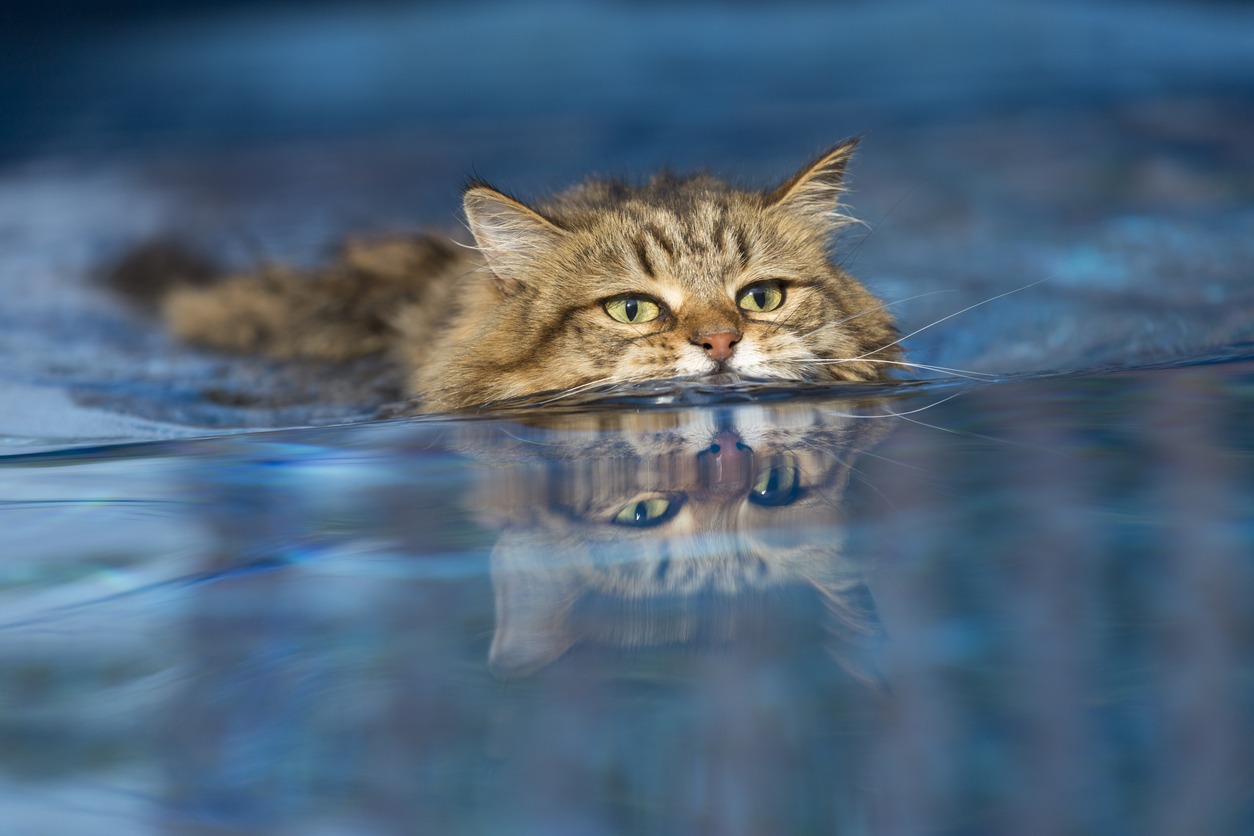 cat swimming in the pool
