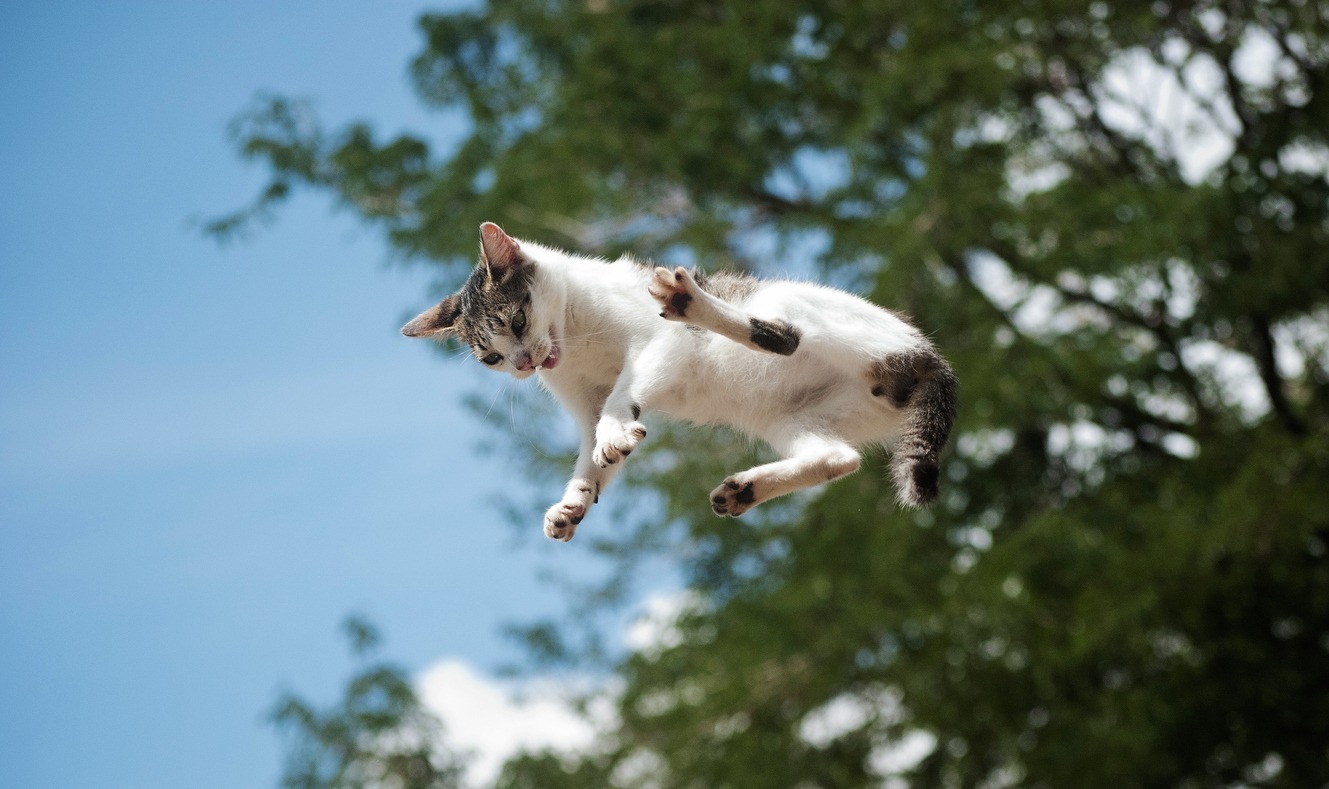 flying cat