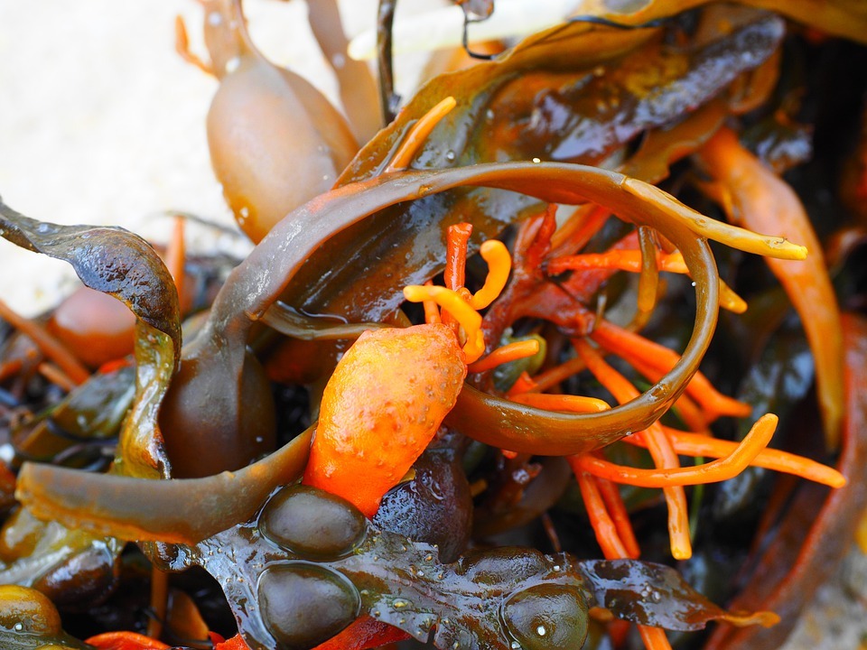 The Benefits of Mixing Bladderwrack with Sea Moss and Budrock Root
