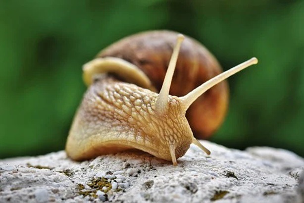 The World's Largest Snail Is Live And Rarely Seen