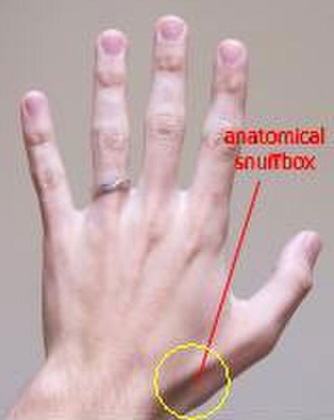 anatomical snuffbox