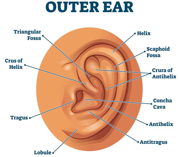 parts of an outer ear