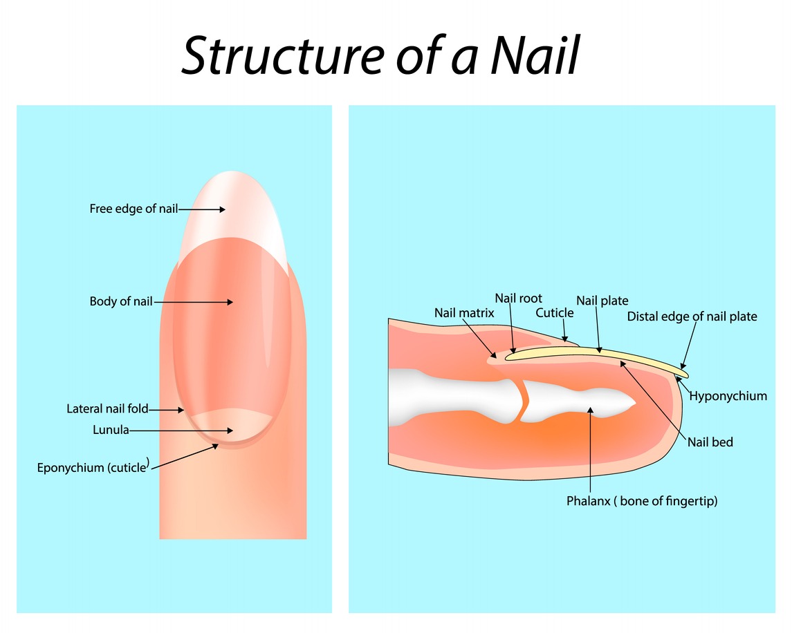 structure of a nail