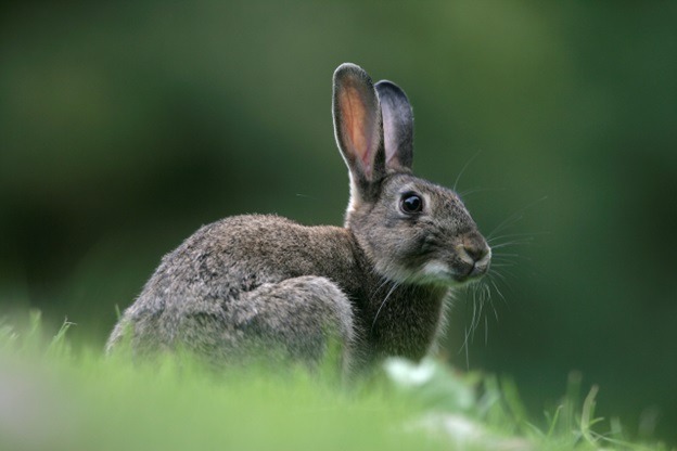 A rabbit's tail is permanently fused to its body