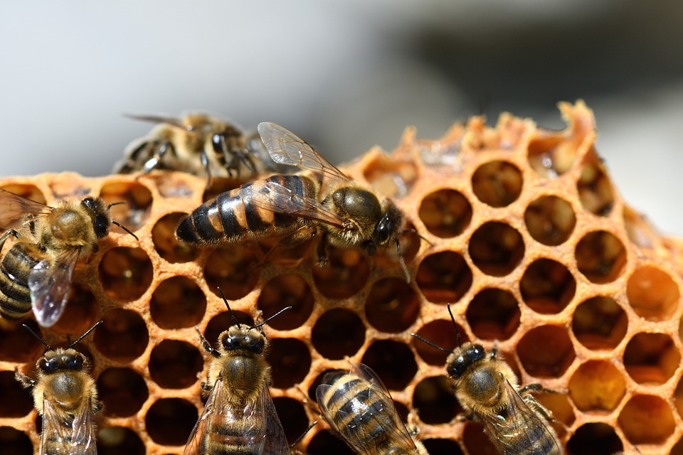Why You Should Consider Buying Honey Bees
