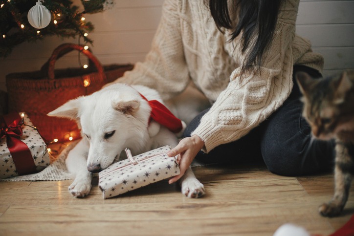20 best gift ideas for your dog this Christmas