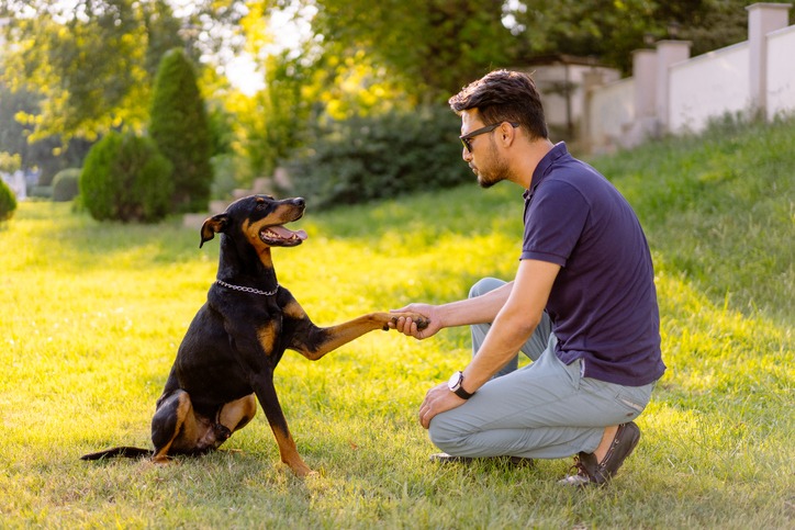 Best 10 Dog Training Advice