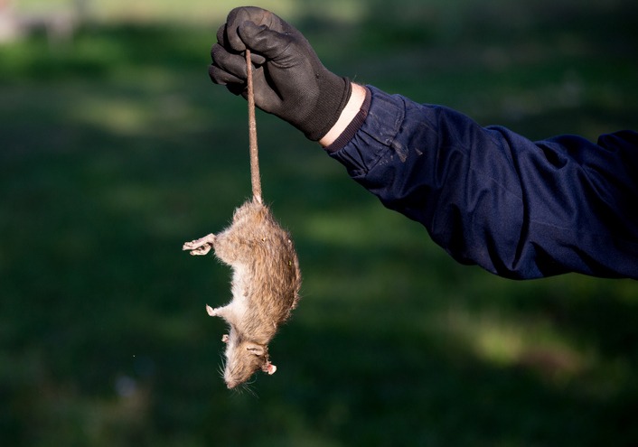 How Frequently Should Your Professional Business Be Rat-Proofed?