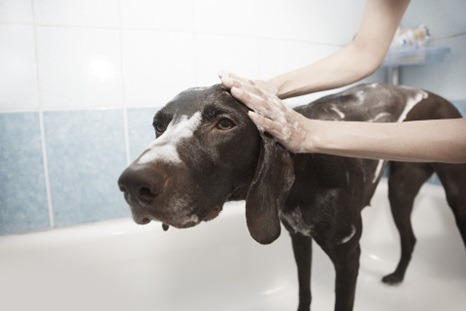 Seven do's and don'ts of grooming your pets