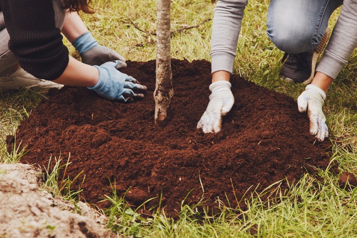 Top 4 Reasons To Plant a Tree In Memory of a Loved One