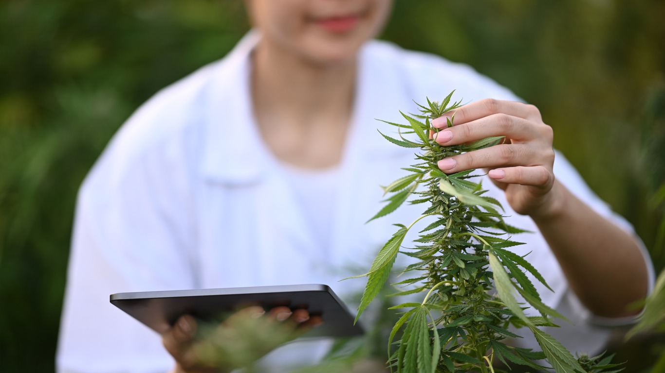 Where To Buy Marijuana Seeds Online Easily?