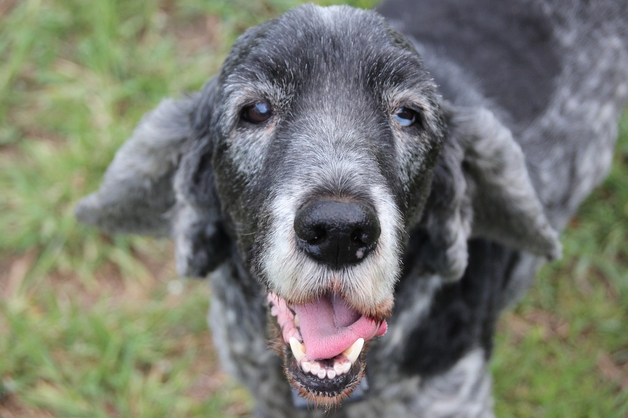 Happiness Overload: The Best Ways To Keep Your Senior Dog Happy And Healthy