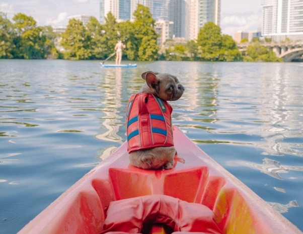 7 Fun Water Activities To Try With Your Dog This Summer