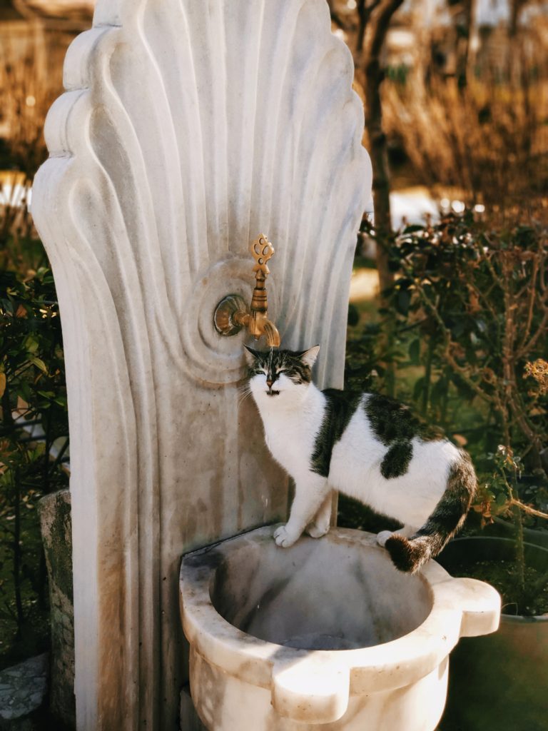 cat-drinking-water-from-a-public-water-fountain