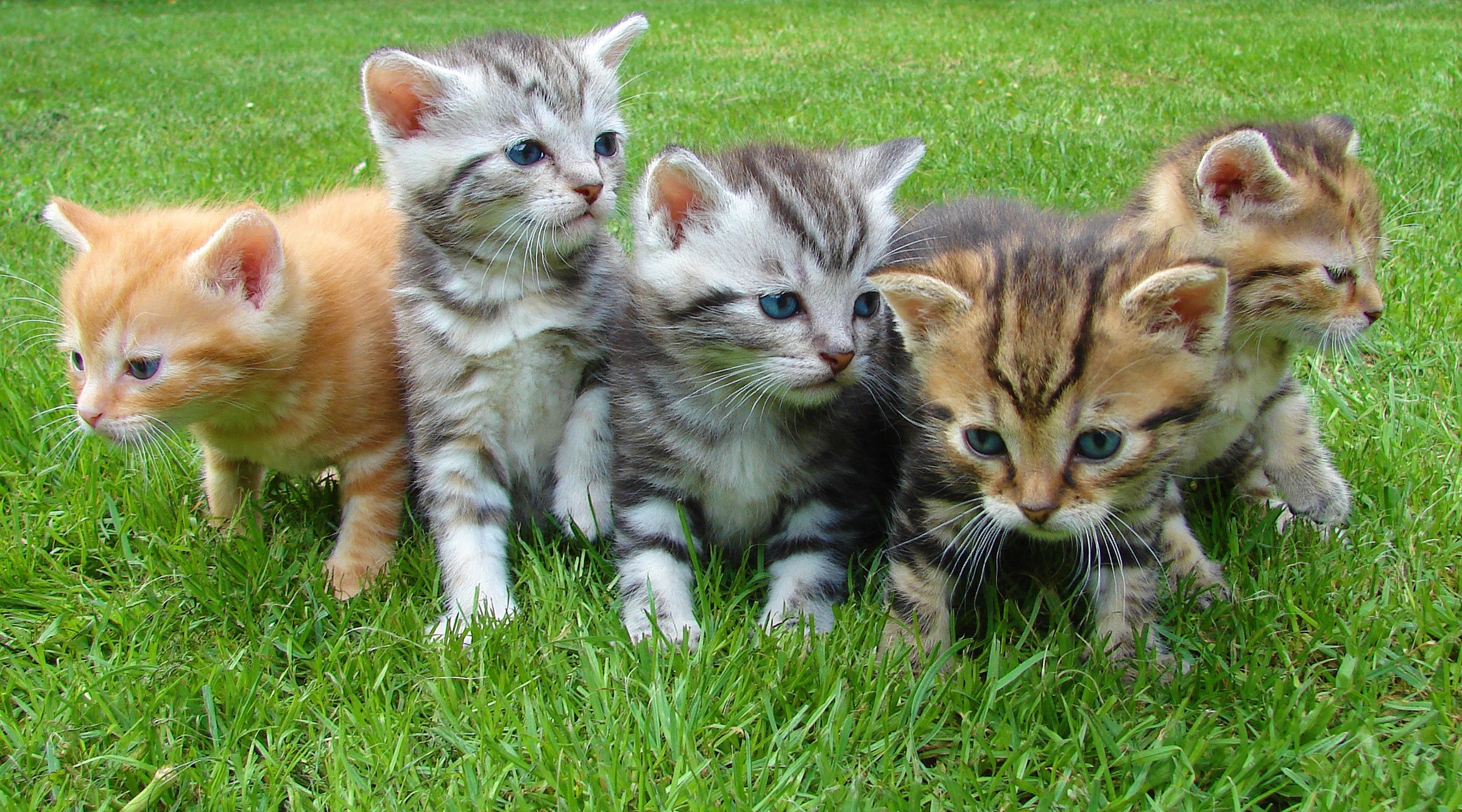 assorted-color-kittens