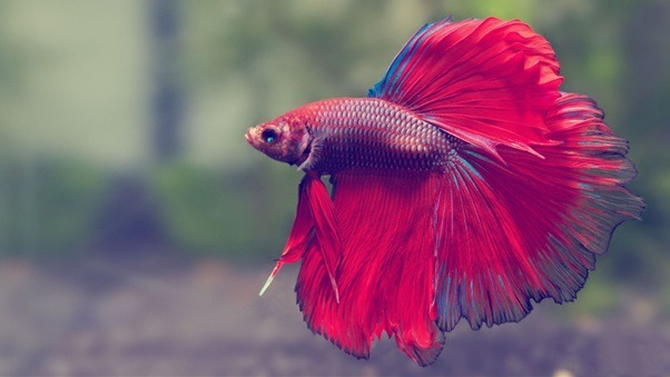 A Guide to Buying Betta Fish Online