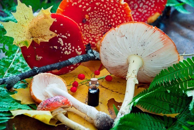 Advanced mushroom or health related sites - Choosing A Manufacturer