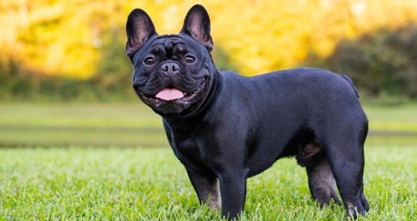 Elite French Bulldog Stud Impressive Pedigree and Exceptional Traits