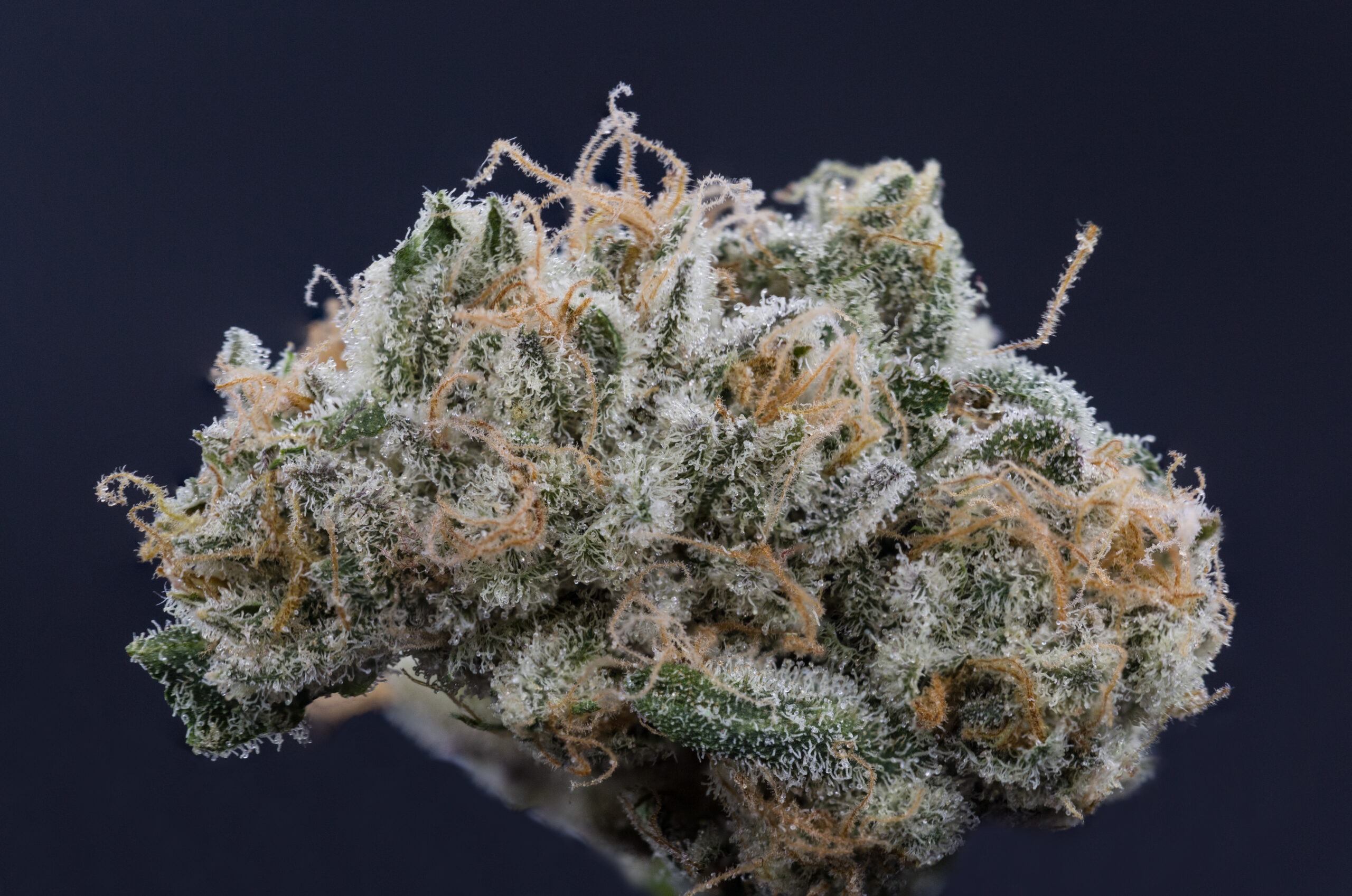 THCa Hemp Flower: A New Era in Cannabis Wellness