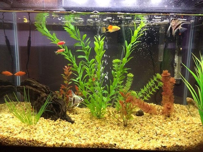 5 Recommended Barbs for Your Aquarium