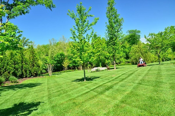 Do Grass Clippings Help Grass Grow What To Look For!