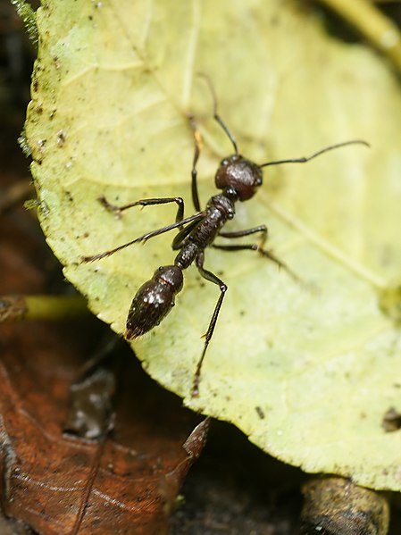 Paraponera clavate or Bullet Ant