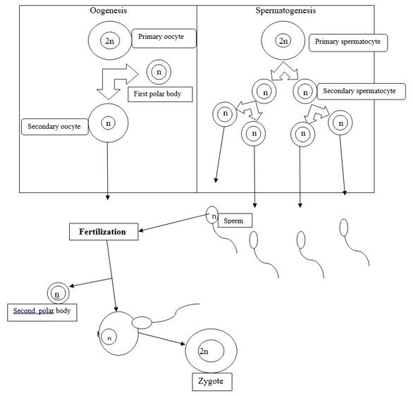 The following figure presents the process of oogenesis and spermatogenesis