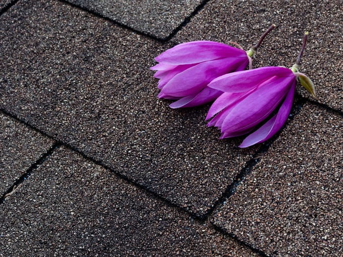 Spring Roofing Projects: Repair, Replace, or Restore?