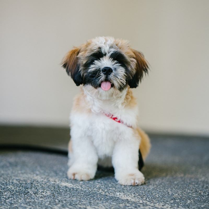 Caring for Your Malshi-Poo