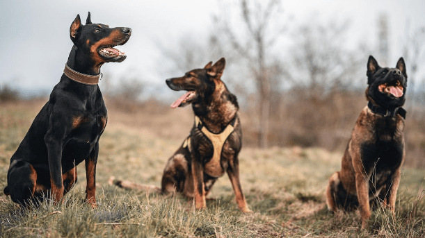 Belgian Malinois A Remarkable Breed with a Guide to Purchase