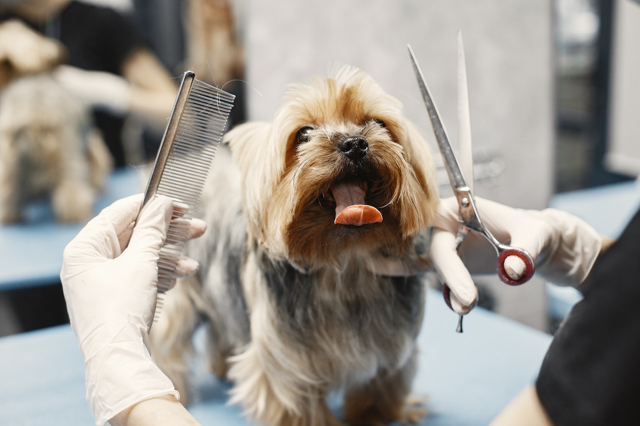 The Link Between Dog Grooming and Overall Well-being: How Regular Grooming Impacts Your Pet's Health