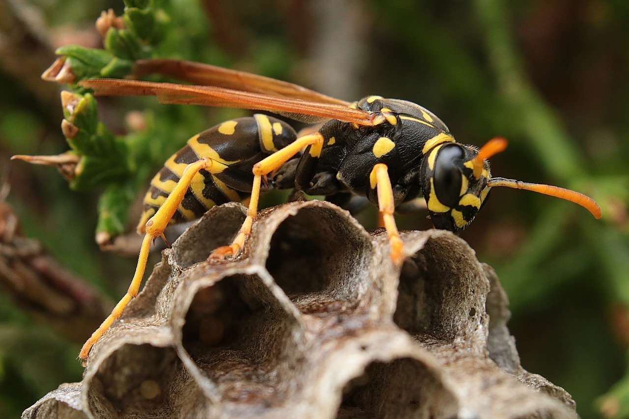 Wasp-Proofing Your Garden: Tips for Keeping Wasps at Bay