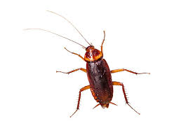 The Threat of Baby Roaches