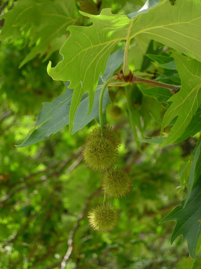 Leaf Of Platanus Orientalis (Kashmir)