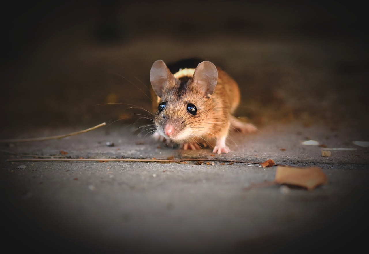 The Battle Against Rodents: Columbia, SC's Comprehensive Guide to Rodent Control