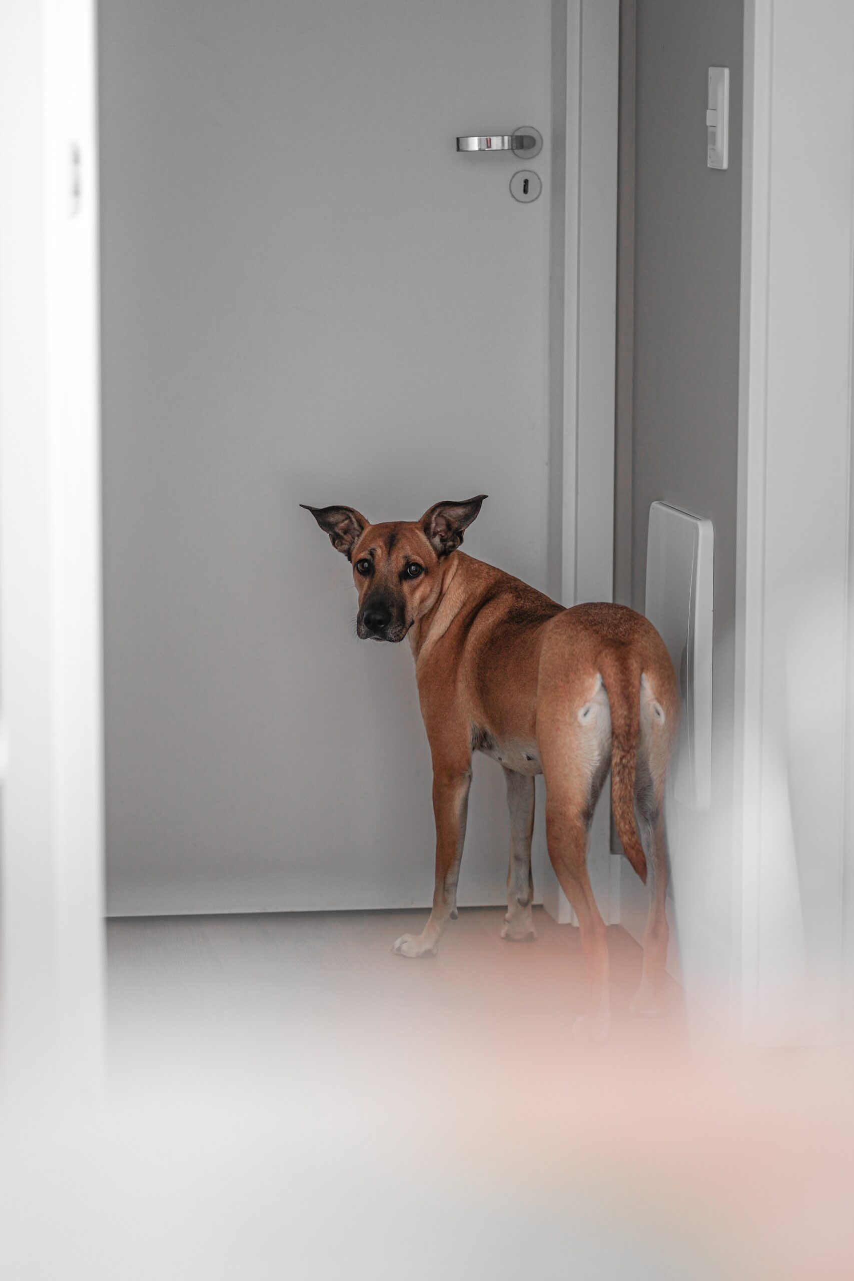 Seamless Integration Screen Door Dog Doors for Easy Access