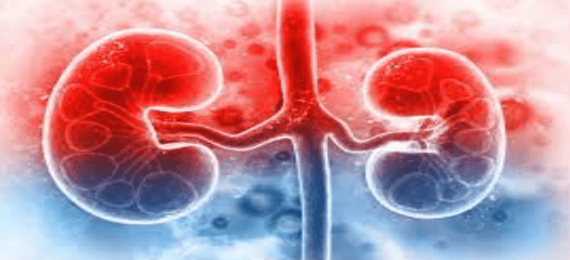 What Role Do the Kidneys Play