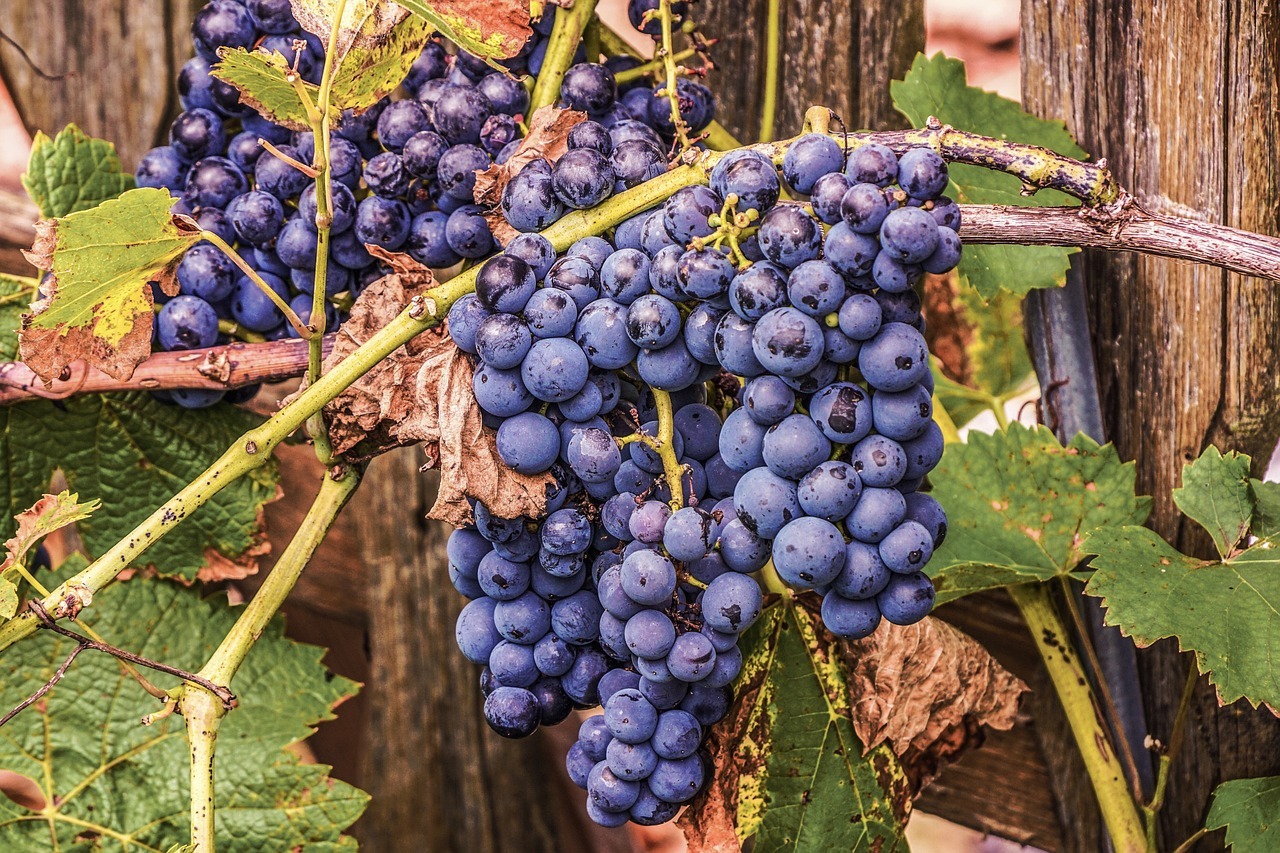 Wine, Fruits Images & Pictures, Sun Images & Pictures, Quality, Leaf Backgrounds, Berry, Vine, Photography, Discover, Nature Images, Travel Images, Pressano, Harvest, Grapes, Plant, Food Images & Pictures