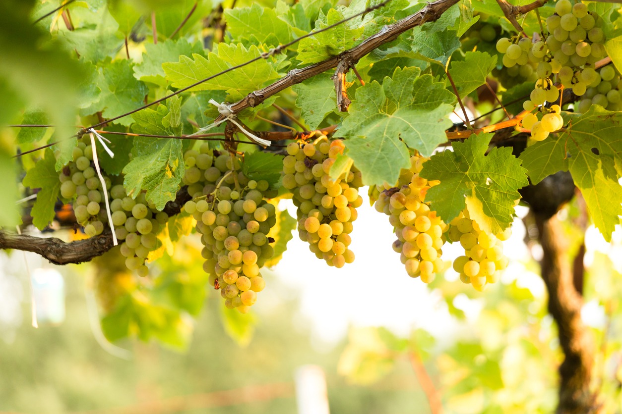 grapes ripe in a vineyard in Greece