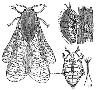 sketch of Phylloxera