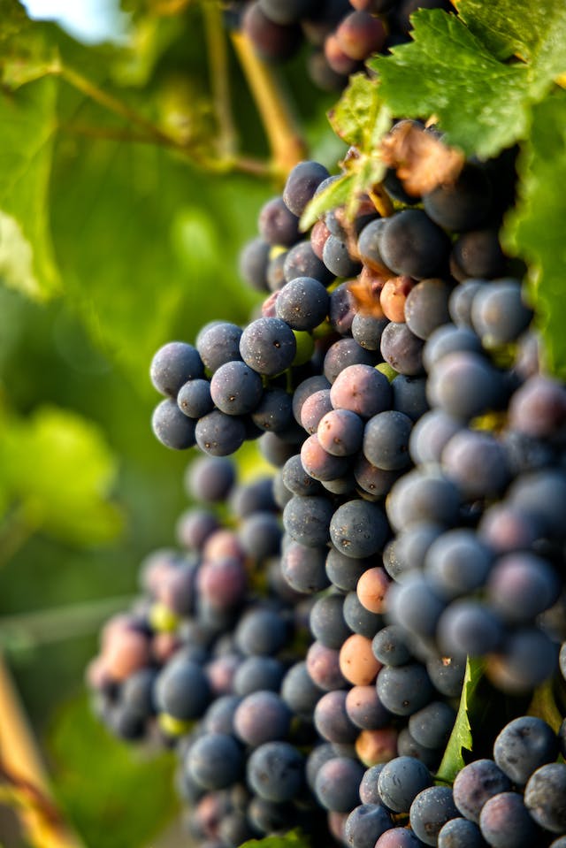 Oregon, Wine Harvest, Wine, Vineyard, Pinot Noir, Grapes, Harvest, Winery, Food, Blueberry, Plant, Fruit