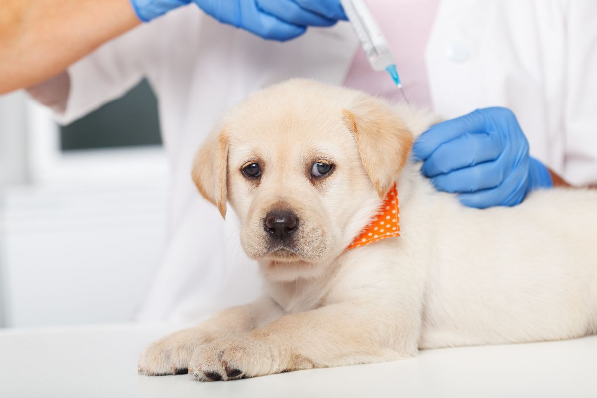 The Consequences of Not Vaccinating Your Puppy