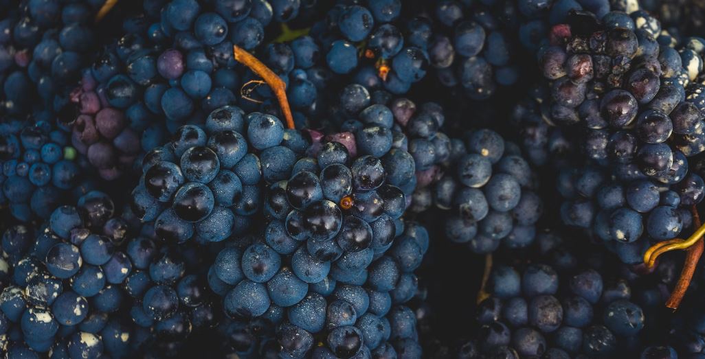 Vine, Plants, Grapes, Harvest, Grape, Vineyard