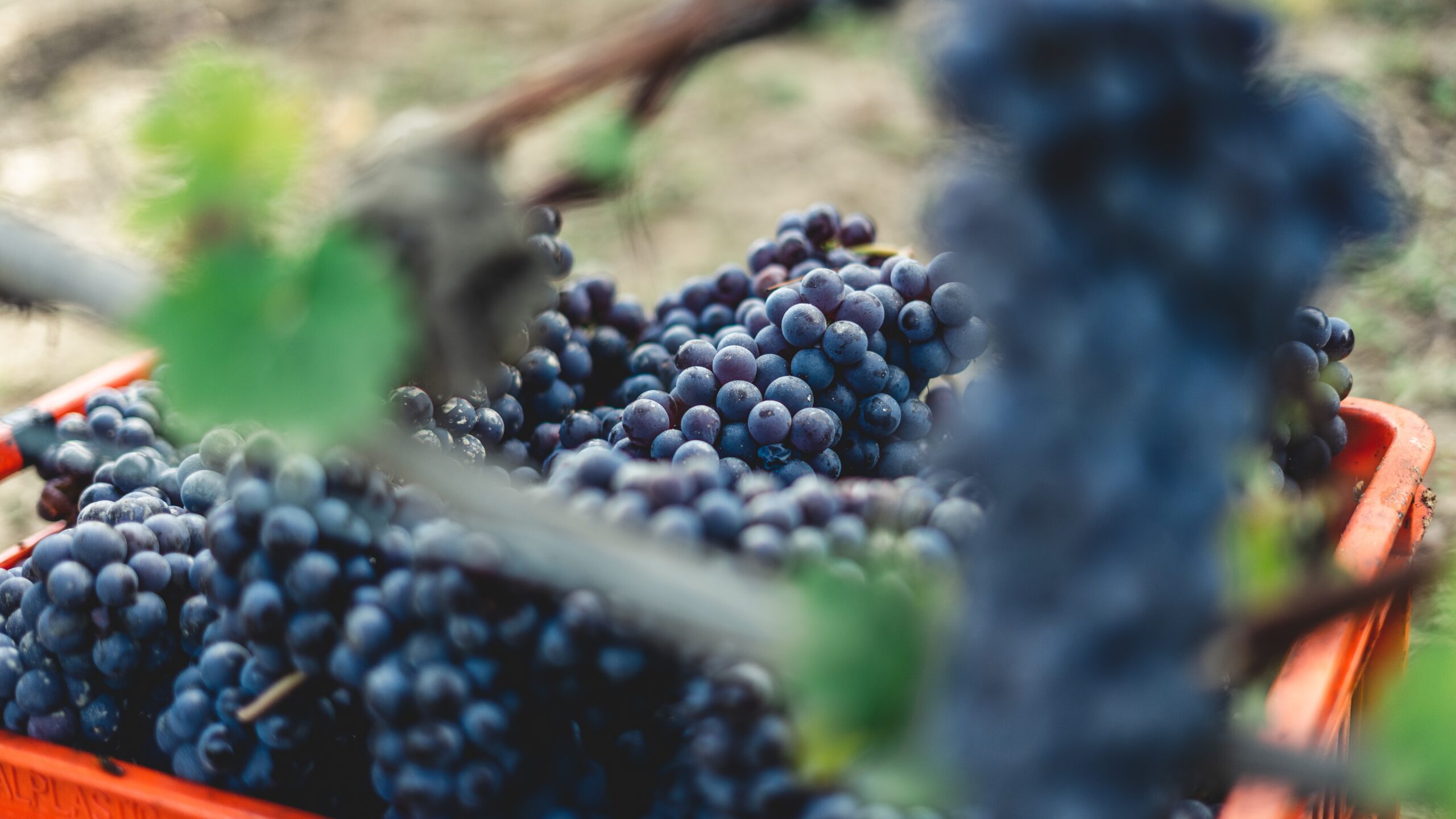 Grapes, Red Wine, Harvesting, Grey, Italy, Plant, Food, Fruit, Langhe, Barolo, Agriculture