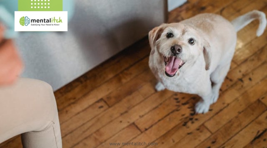 How to Choose the Right Flooring for Your Pet-Friendly Home