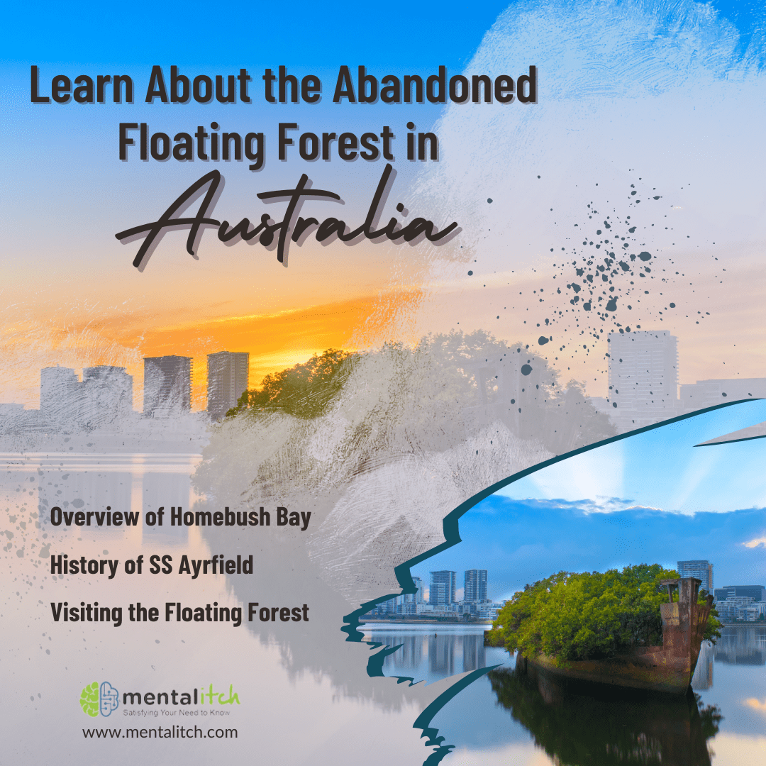 Learn About the Abandoned Floating Forest in Australia
