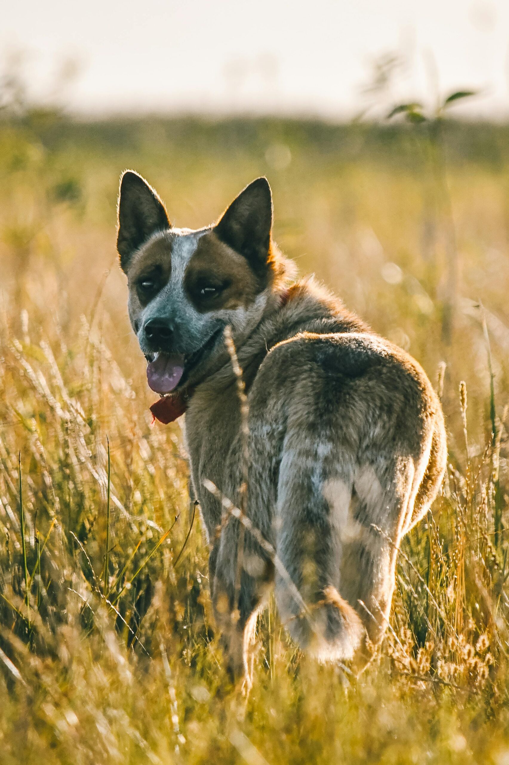 The Australian Cattle Dog A Vibrant and Loyal Pet