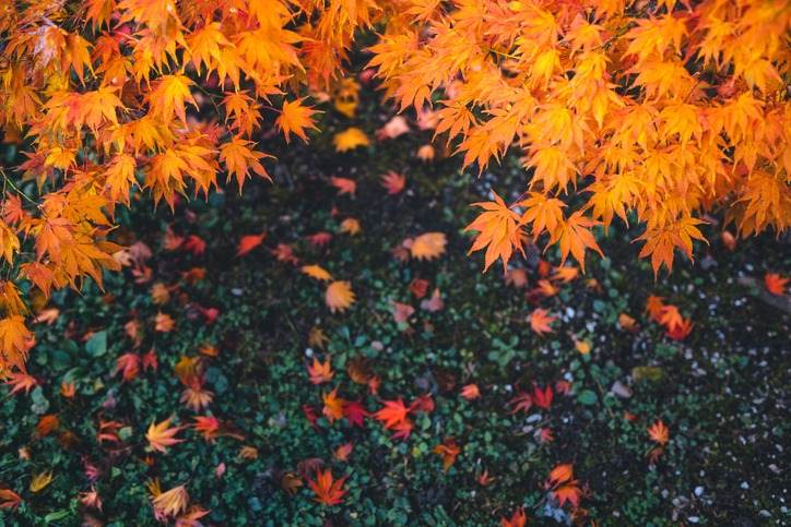 The Benefits of Professional Landscaping Services for Effortless Fall Cleanup