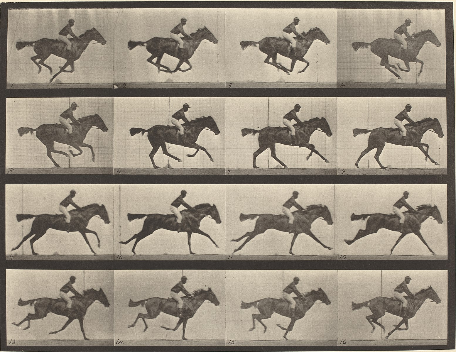 Alt-text: Eadweard Muybridge's stop motion animation of a galloping horse in Animal Locomotion